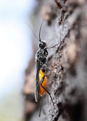 Doryctes sp.